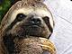 For people who love sloths.