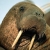 Oh Shit a Walrus
